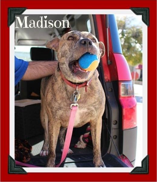 Madison-DNA tested, an adopted Staffordshire Bull Terrier & Shepherd Mix in Arlington, TX_image-1