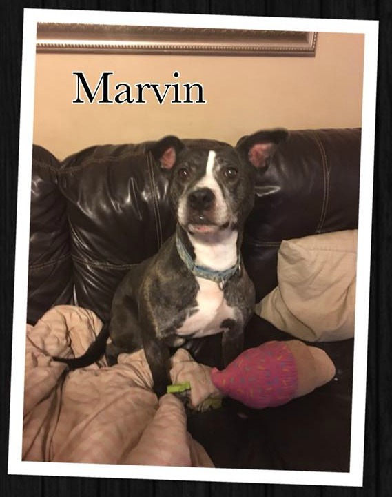 Marvin, an adoptable Pit Bull Terrier in Memphis, TN, 38173 | Photo Image 2