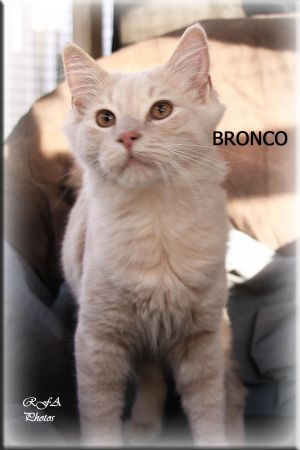 Bronco