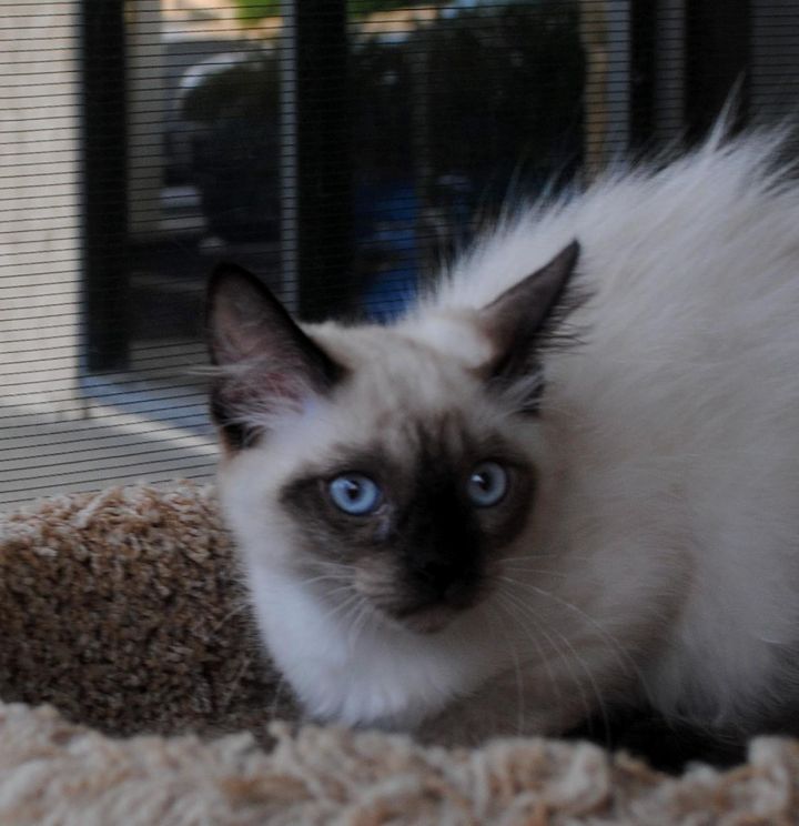 Lily, an adopted Himalayan & Siamese Mix in Palmdale, CA_image-2