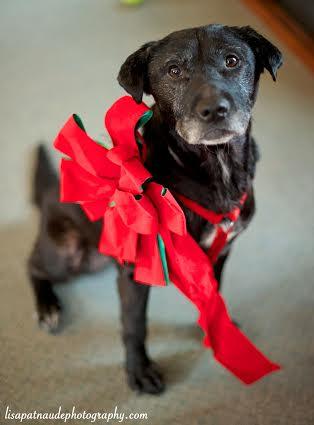 Callie the Cuddlebug, an adopted Black Labrador Retriever & Pit Bull Terrier Mix in Lunenburg, MA_image-3