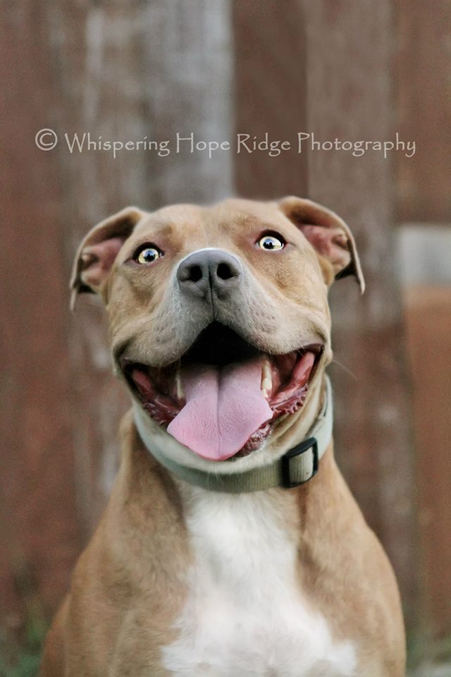 Heathcliff, an adoptable American Staffordshire Terrier in Nashville, TN, 37218 | Photo Image 1