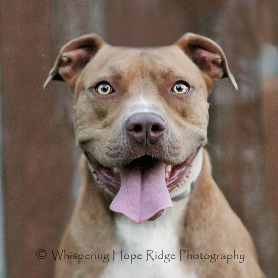 Heathcliff, an adoptable American Staffordshire Terrier in Nashville, TN, 37218 | Photo Image 2