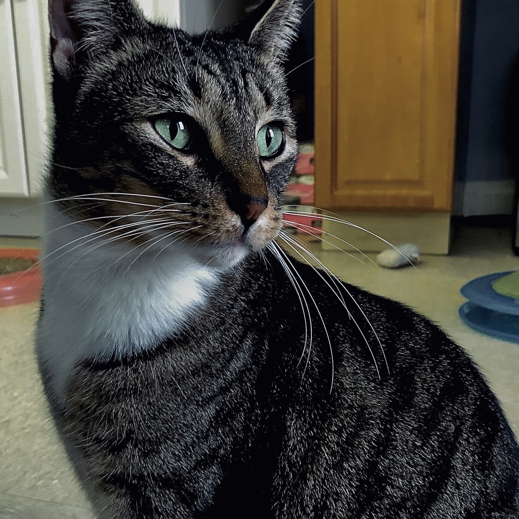 Panthro, an adoptable Bengal, Domestic Short Hair in Long Beach, NY, 11561 | Photo Image 1