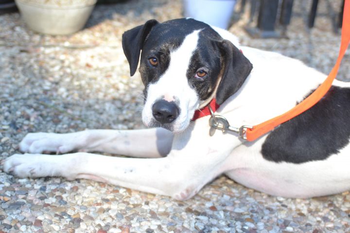 Briggs, an adopted English Pointer & Pointer Mix in Houston, TX_image-1