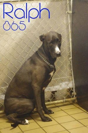 865 // RALPH // 9 (SPONSORED) (RESCUED)