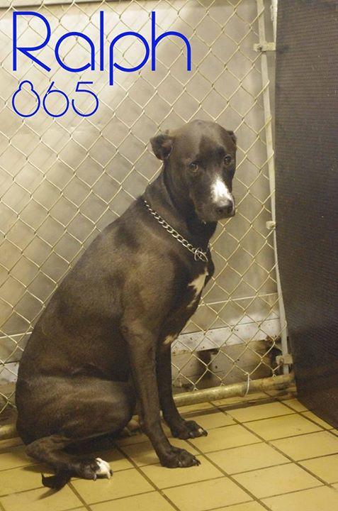 865 // RALPH // 9 (SPONSORED) (RESCUED) 1