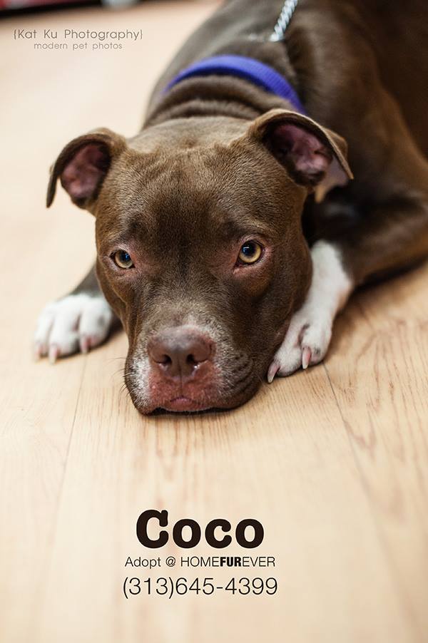 CoCo-Adopted! 2