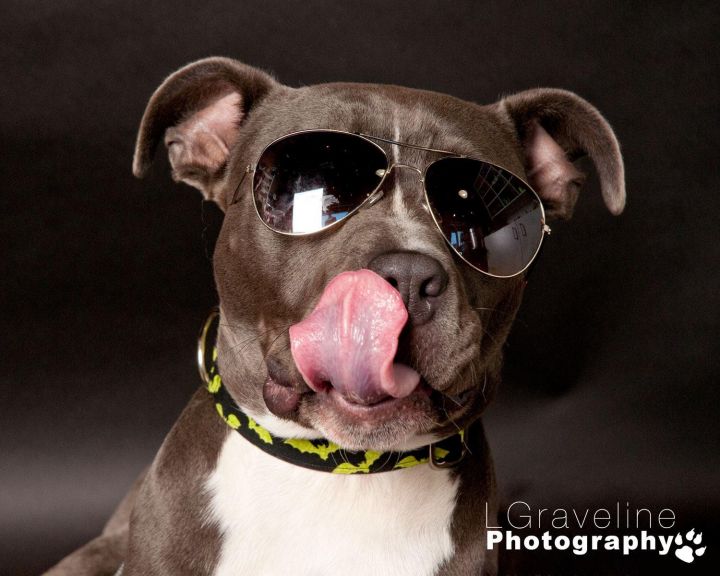 Puddles, an adopted Pit Bull Terrier Mix in Osgoode, ON_image-2