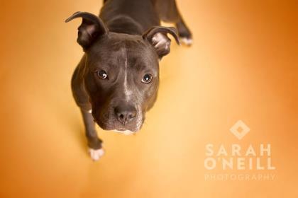 Puddles, an adopted Pit Bull Terrier Mix in Osgoode, ON_image-3