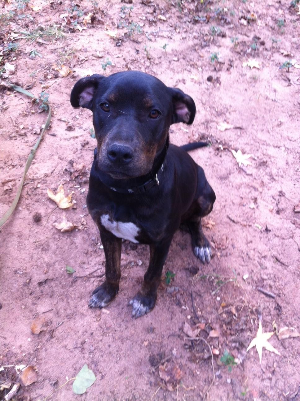 Penny, an adoptable Bluetick Coonhound, Pit Bull Terrier in Irmo, SC, 29063 | Photo Image 6