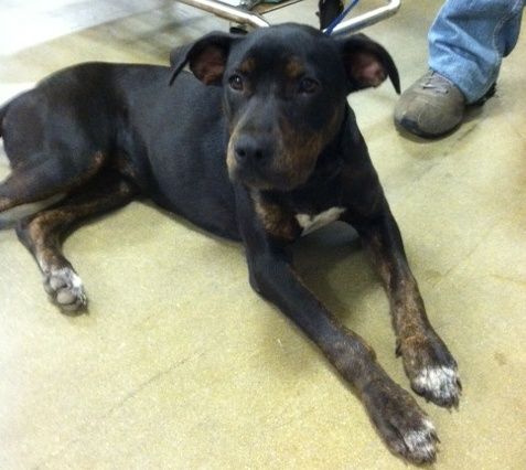 Penny, an adoptable Bluetick Coonhound, Pit Bull Terrier in Irmo, SC, 29063 | Photo Image 7