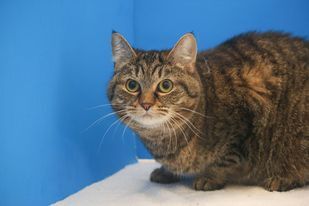 Paddy, an adoptable Domestic Short Hair in Powell, OH, 43065 | Photo Image 3