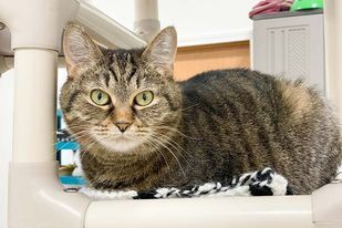 Paddy, an adoptable Domestic Short Hair in Powell, OH, 43065 | Photo Image 1