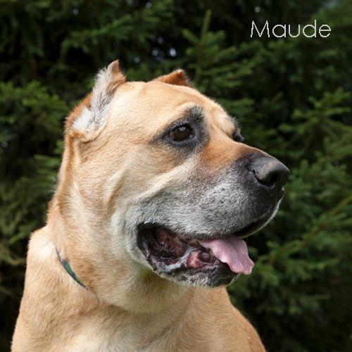 Maude *Forever Foster Needed* 2