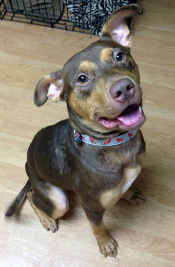 Pop Tart, an adoptable Doberman Pinscher, Pit Bull Terrier in Stone Mountain, GA, 30083 | Photo Image 1