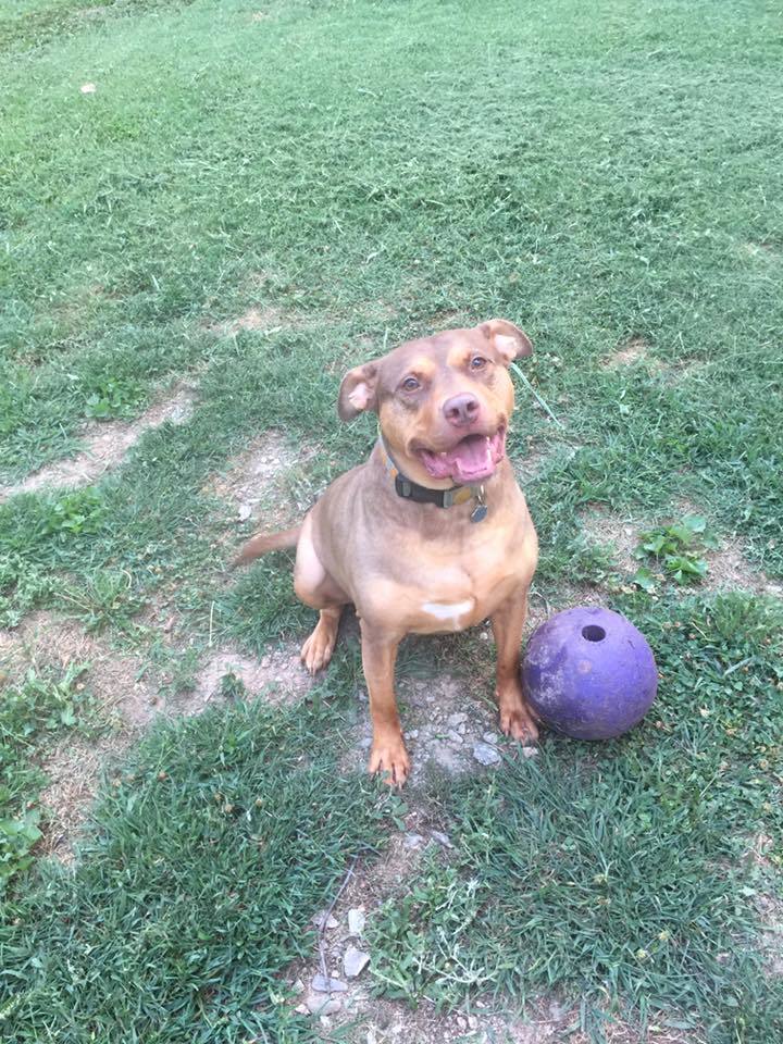 Pop Tart, an adoptable Doberman Pinscher, Pit Bull Terrier in Stone Mountain, GA, 30083 | Photo Image 2