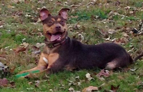 Pop Tart, an adoptable Doberman Pinscher, Pit Bull Terrier in Stone Mountain, GA, 30083 | Photo Image 3