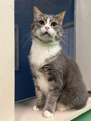 Tito is a fairly chill male gray tabby who would love to hang out on your lap and receive soft