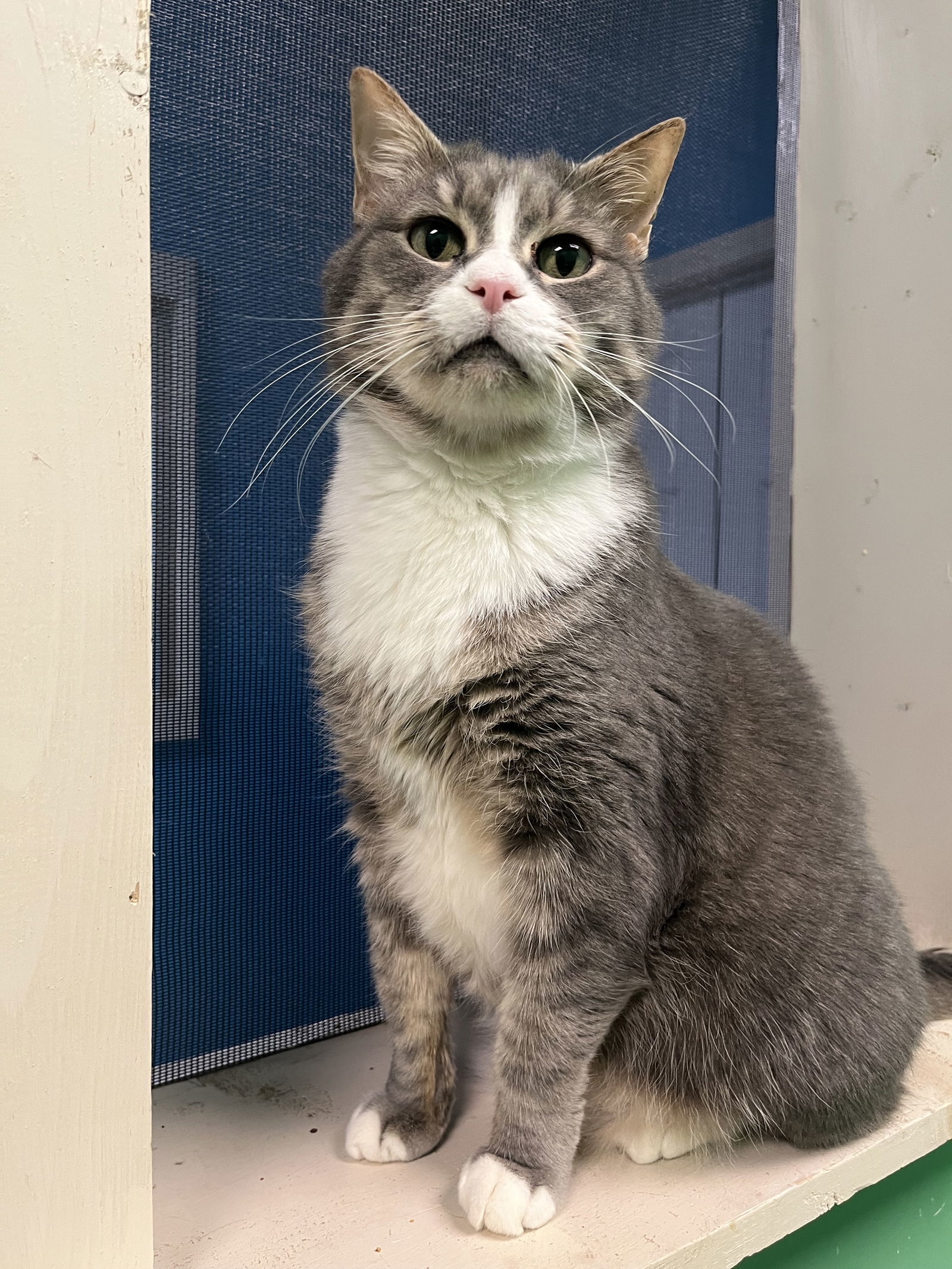 Tito, an adoptable Domestic Short Hair, Tabby in Stone Mountain, GA, 30083 | Photo Image 1