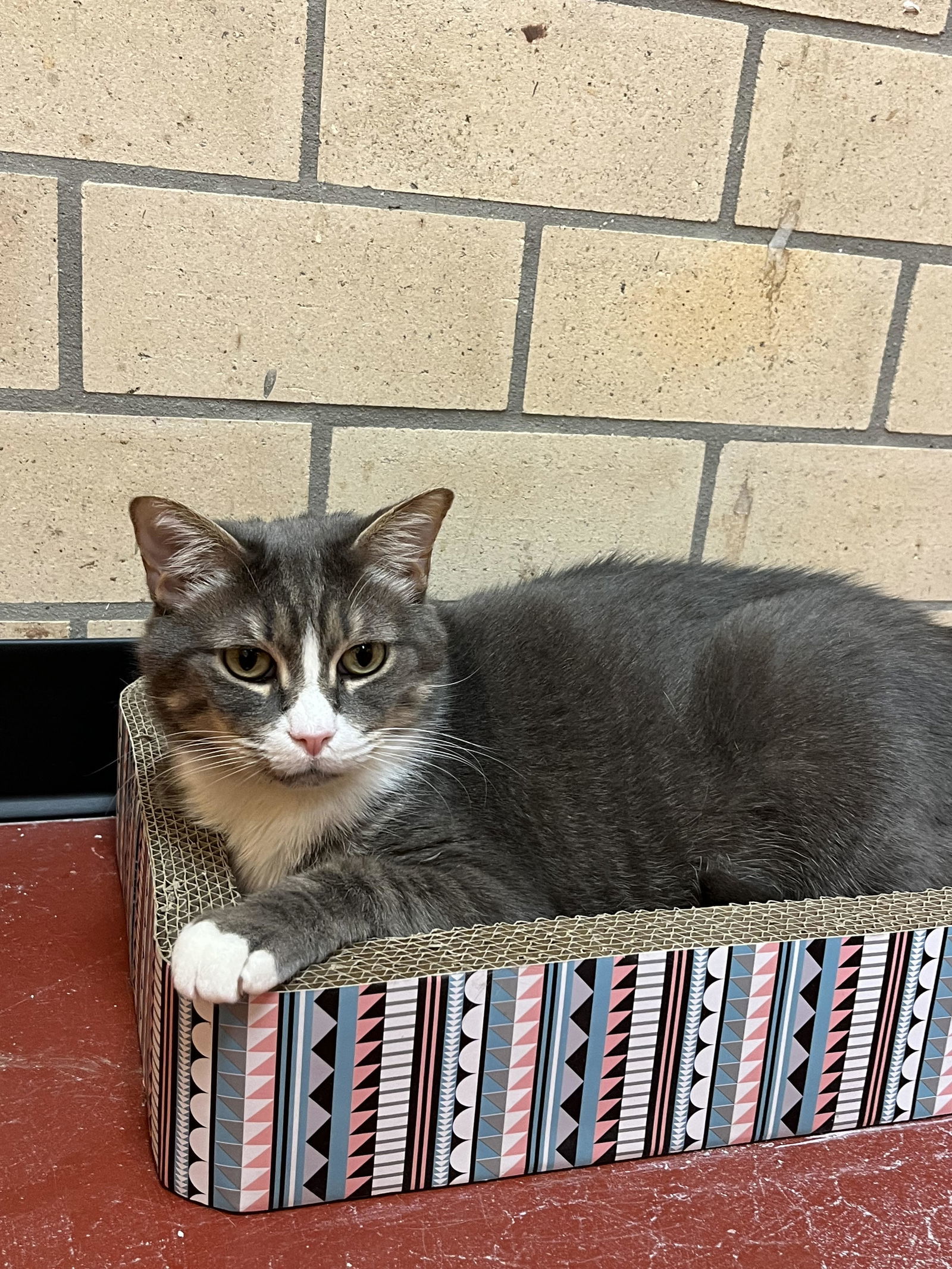 Tito, an adoptable Domestic Short Hair, Tabby in Stone Mountain, GA, 30083 | Photo Image 2