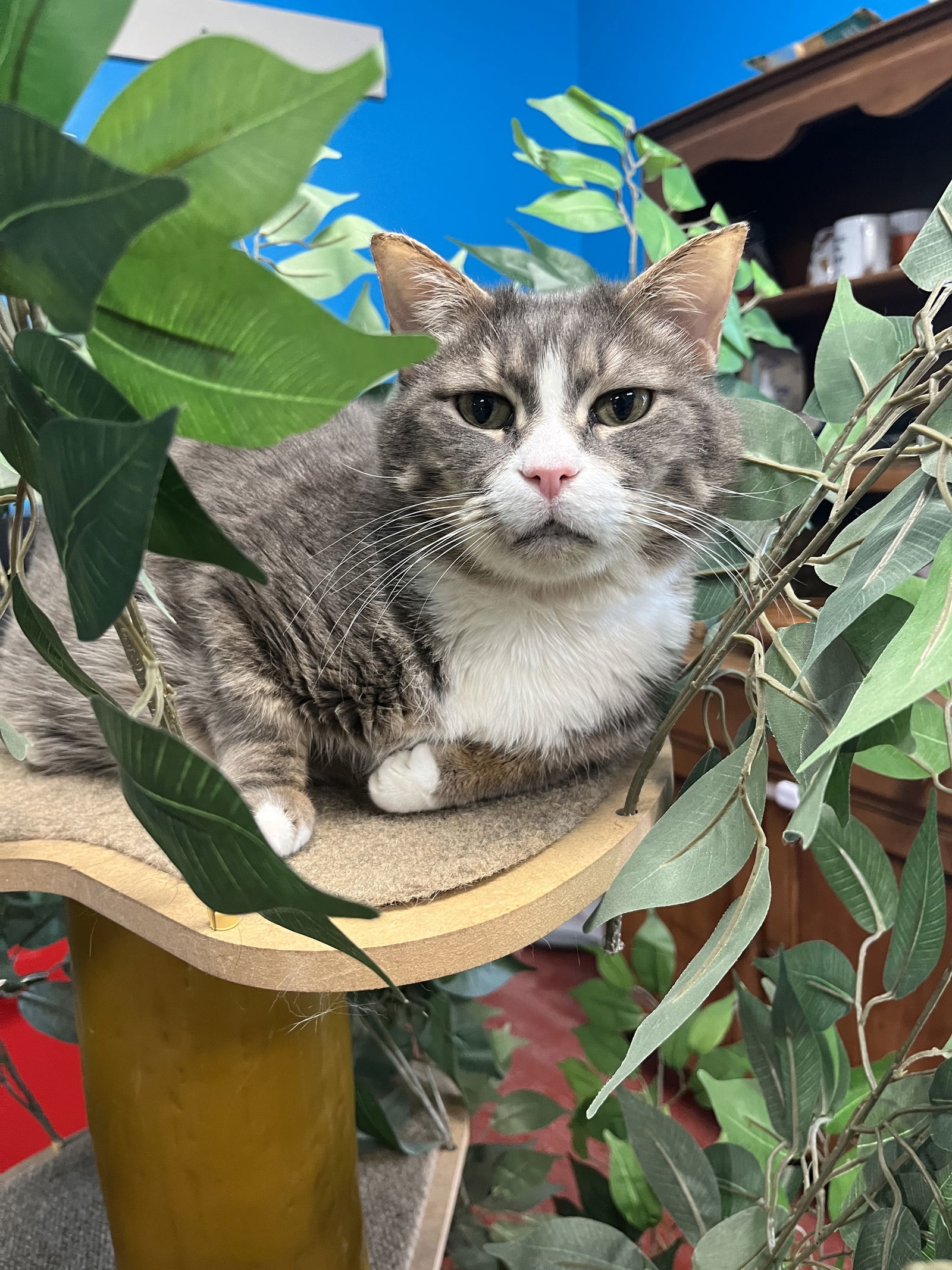 Tito, an adoptable Domestic Short Hair, Tabby in Stone Mountain, GA, 30083 | Photo Image 3