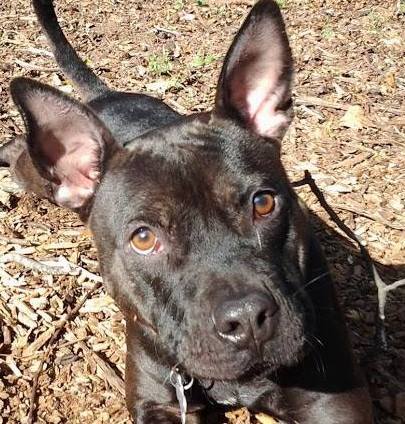 Potter, an adoptable Staffordshire Bull Terrier, Black Labrador Retriever in Stone Mountain, GA, 30083 | Photo Image 1