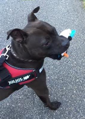 Potter, an adoptable Staffordshire Bull Terrier, Black Labrador Retriever in Stone Mountain, GA, 30083 | Photo Image 2