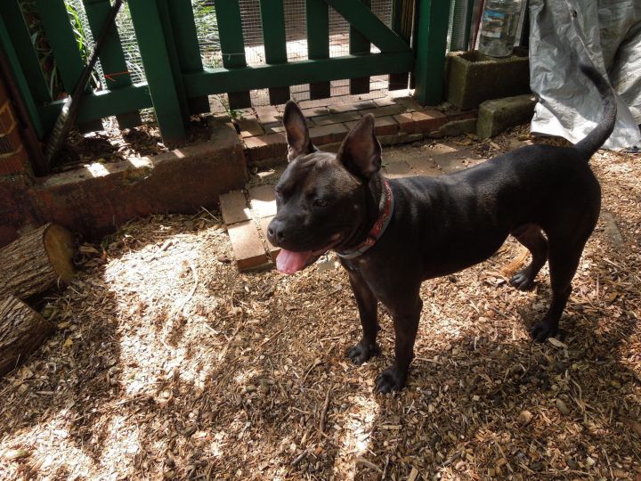 Staffordshire bull store terrier lab mix