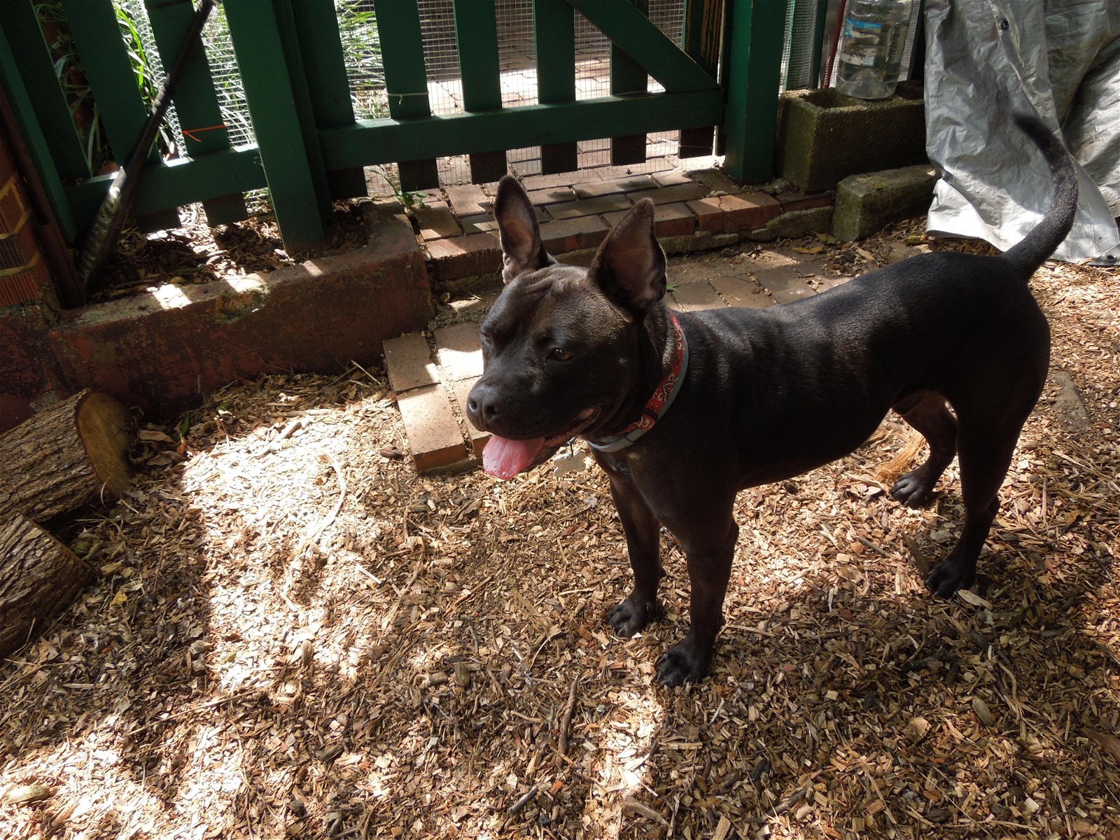 Potter, an adoptable Staffordshire Bull Terrier, Black Labrador Retriever in Stone Mountain, GA, 30083 | Photo Image 3
