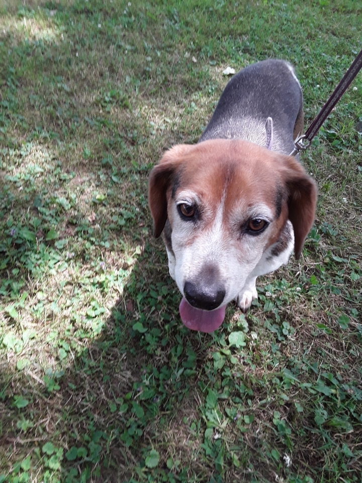 Dog for adoption - Logan, a Beagle in Jefferson, OH | Petfinder