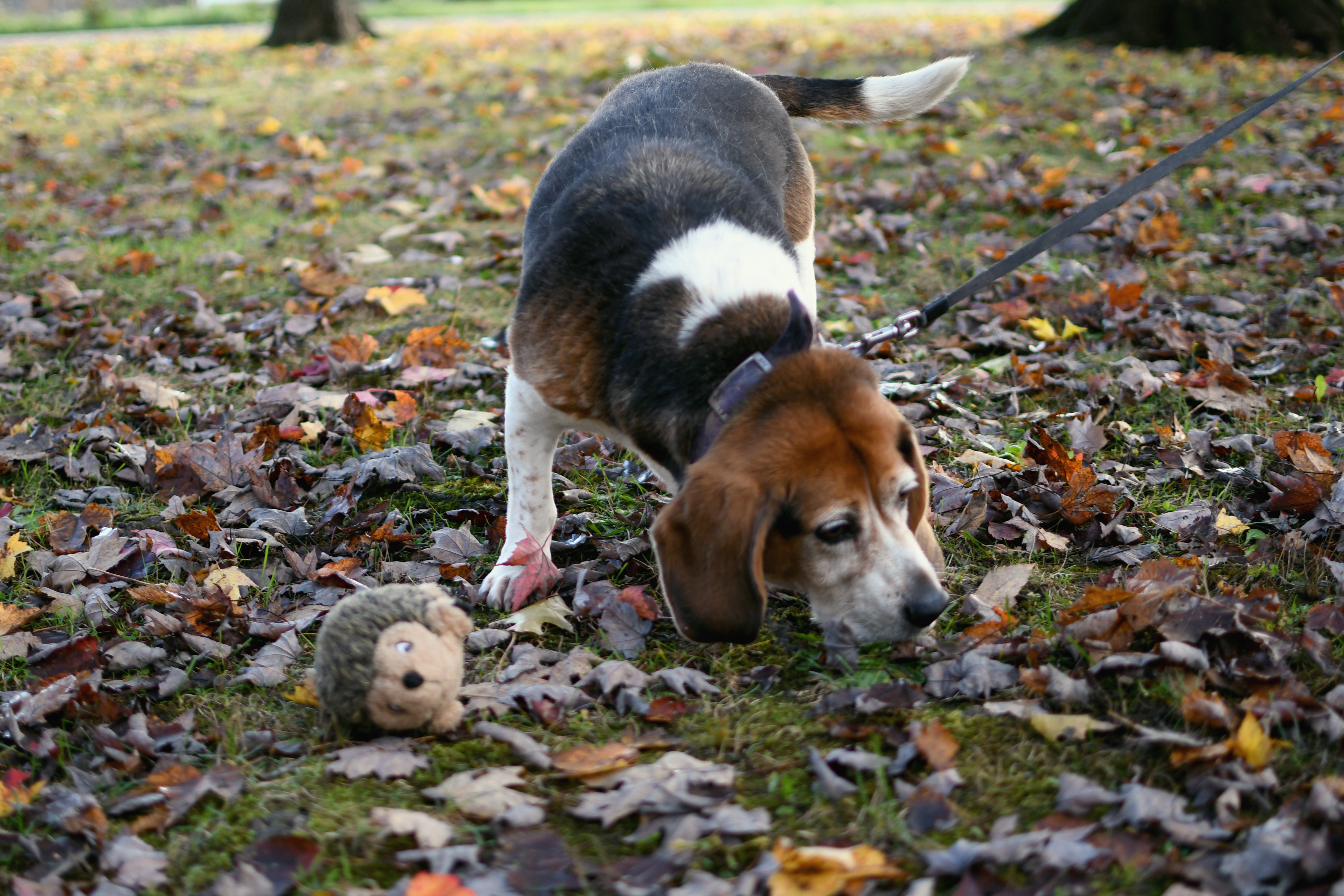 Logan, an adoptable Beagle in Jefferson, OH, 44047 | Photo Image 6