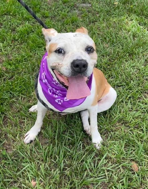 Darlin*, an adoptable Boxer, American Bulldog in Sarasota, FL, 34241 | Photo Image 1