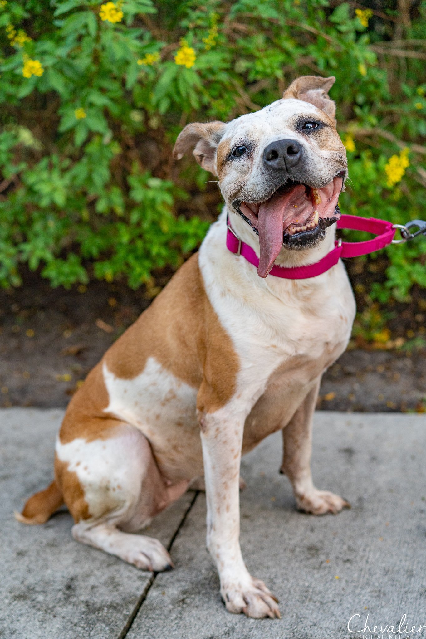 Darlin*, an adoptable Boxer, American Bulldog in Sarasota, FL, 34241 | Photo Image 2
