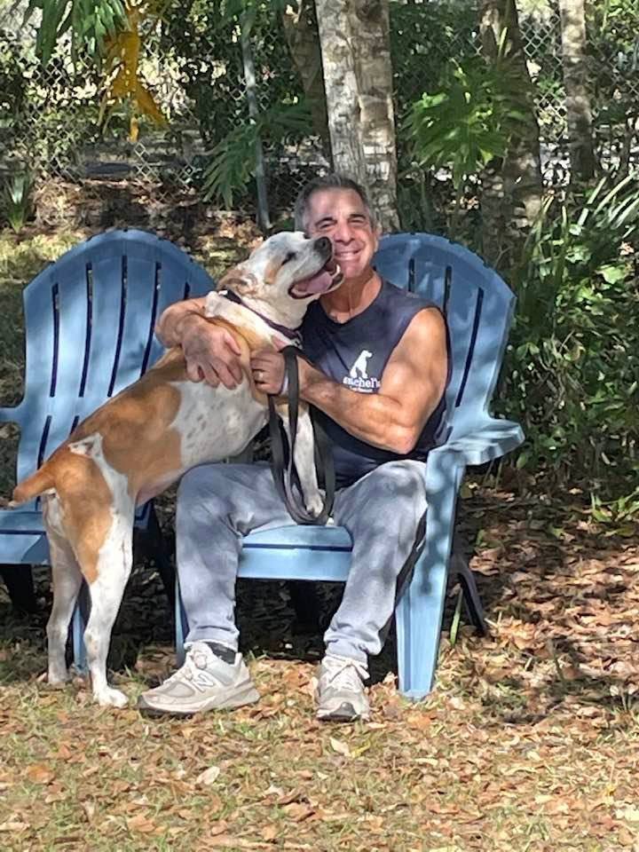 Darlin*, an adoptable Boxer, American Bulldog in Sarasota, FL, 34241 | Photo Image 3