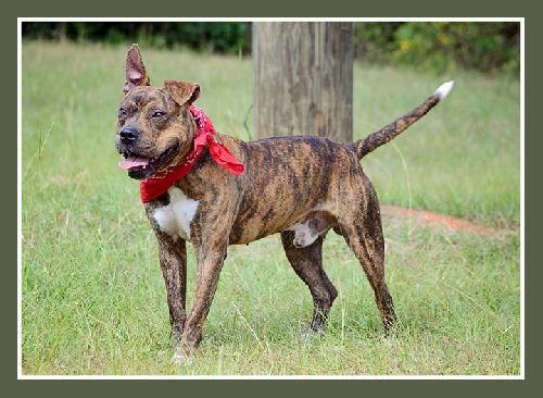 cuervo, an adoptable American Bulldog in Americus, GA, 31709 | Photo Image 1