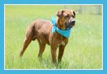 Creed, an adoptable American Bulldog in Americus, GA, 31709 | Photo Image 1