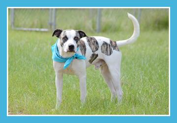 Borg, an adoptable American Bulldog in Americus, GA, 31709 | Photo Image 1
