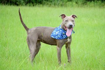 Bubbles, an adoptable American Bulldog in Americus, GA, 31709 | Photo Image 1