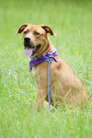 Amelia, an adoptable Retriever in Americus, GA, 31709 | Photo Image 1
