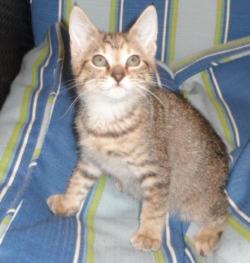 Maxine, an adoptable Domestic Medium Hair in Americus, GA, 31709 | Photo Image 1