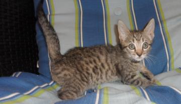 Max, an adoptable Domestic Medium Hair in Americus, GA, 31709 | Photo Image 1