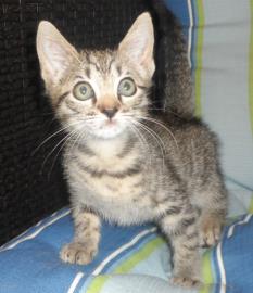 Max, an adoptable Domestic Medium Hair in Americus, GA, 31709 | Photo Image 2