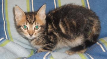 Luigi, an adoptable Domestic Medium Hair in Americus, GA, 31709 | Photo Image 1