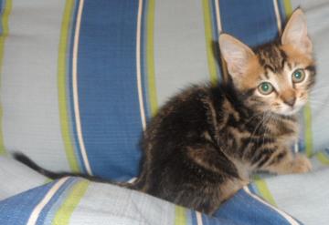 Luigi, an adoptable Domestic Medium Hair in Americus, GA, 31709 | Photo Image 2