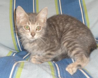 Mario, an adoptable Domestic Medium Hair in Americus, GA, 31709 | Photo Image 1