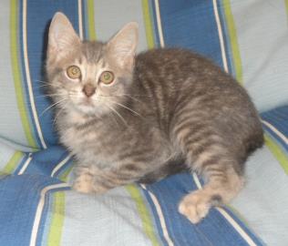 Mario, an adoptable Domestic Medium Hair in Americus, GA, 31709 | Photo Image 2