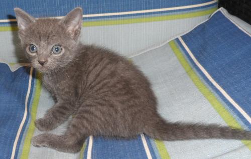 Leonardo, an adoptable Domestic Medium Hair in Americus, GA, 31709 | Photo Image 1