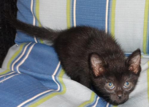 Winkin, an adoptable Domestic Short Hair in Americus, GA, 31709 | Photo Image 1