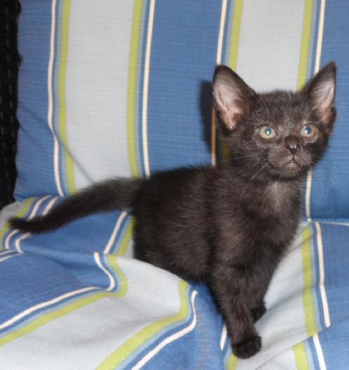 Winkin, an adoptable Domestic Short Hair in Americus, GA, 31709 | Photo Image 2